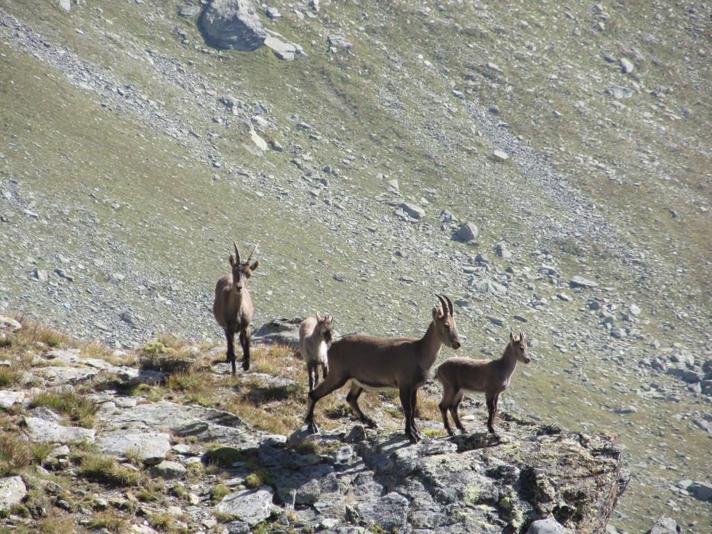 Cervino Valley House Rododendro Breuil-Cervinia Luaran gambar